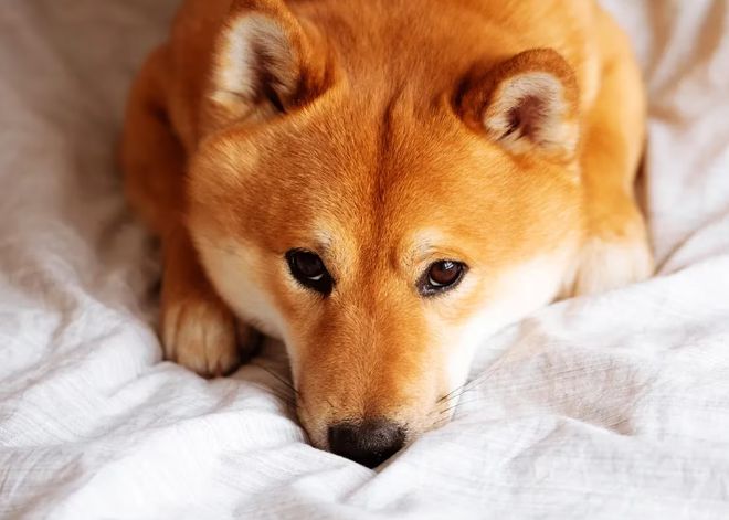 新的Shiba Inu主题代币VicKY飙升22%，Buterin在首次发售后持有13%