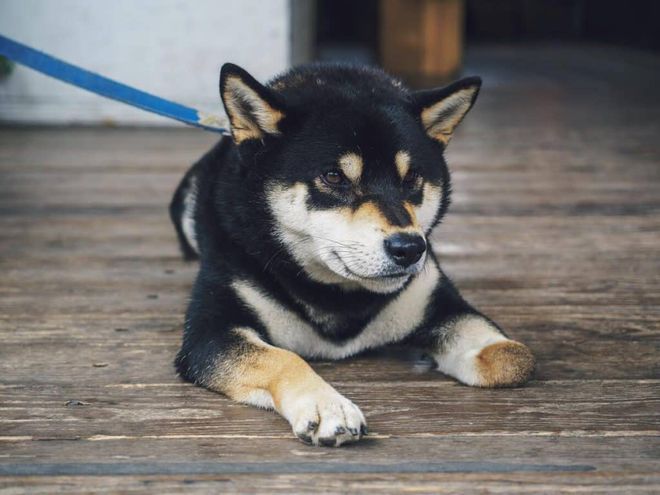 新的Shiba Inu主题代币VicKY飙升22%，Buterin在首次发售后持有13%