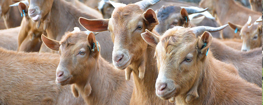 Goatseus Maximus的GOAT今天上涨超过70%的三个原因