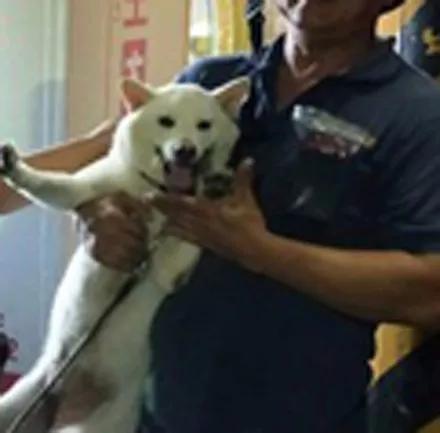 红色警报：随着加权融资率下降，柴犬价格暴跌