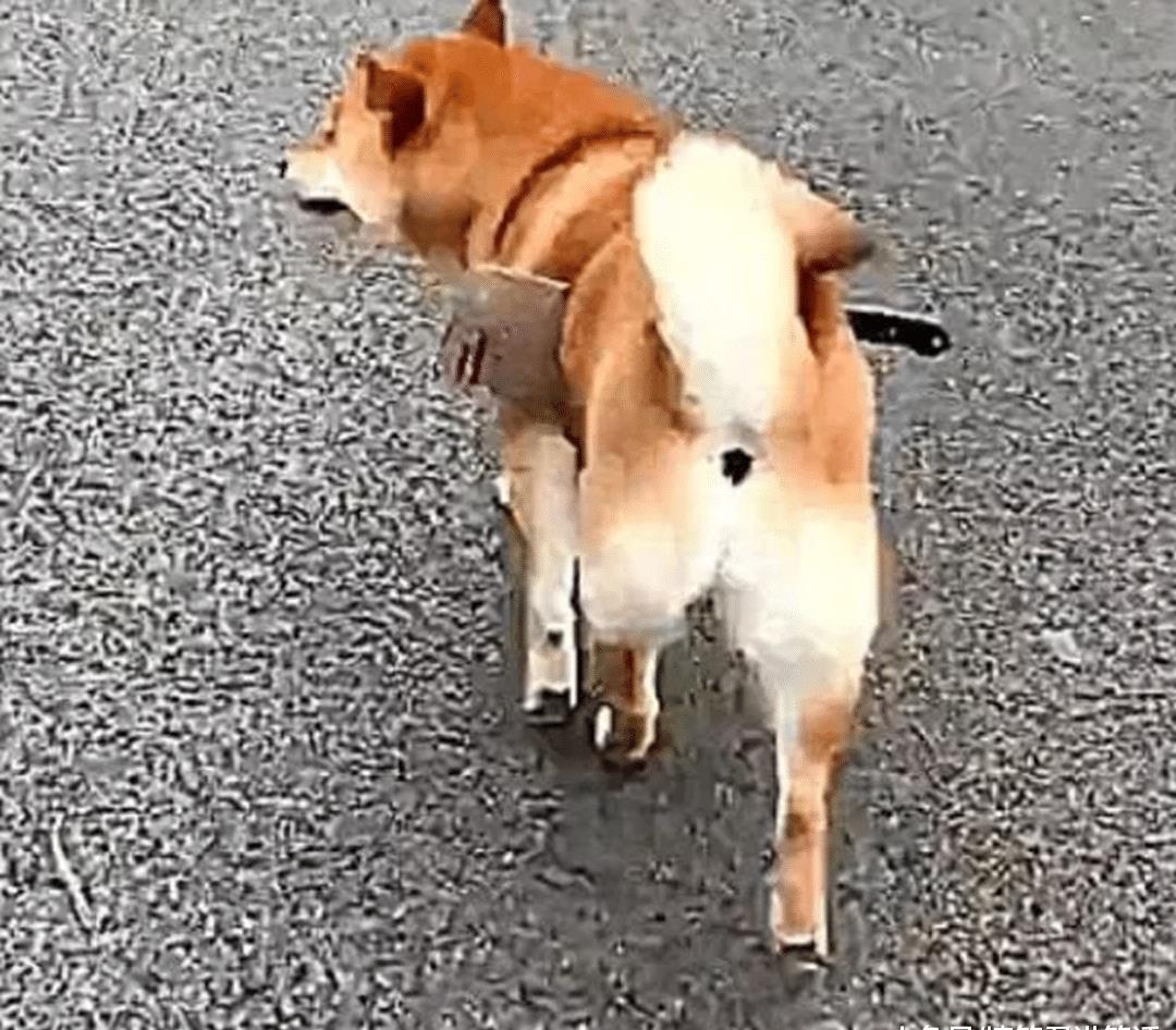 红色警报：随着加权融资率下降，柴犬价格暴跌