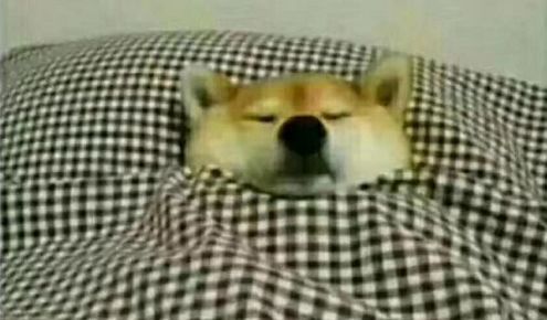 红色警报：随着加权融资率下降，柴犬价格暴跌